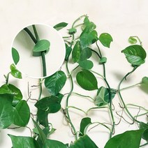 넝쿨 식물 고정핀 줄기 벽고정 홀더 클립 플랜테리어 무타공 접착식 10P