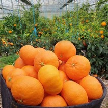 제주 위미 레드향 3키로 5키로 서귀포시 미하야 홍매향 가정용 선물용 붉은귤 홍미향 택배, 레드향_가정용 3kg