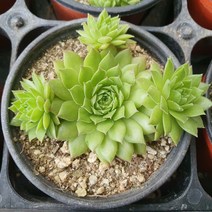 봄의정원 레인보우 바위솔