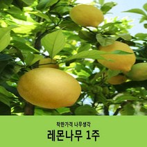 착한가격 나무생각 레몬나무(결실주(분묘) 화분미포함