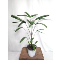 키가 큰 관음죽 중품 25~50cm 69, 1개