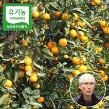 제주삼촌 제주 유기농 귤 11brix 이상 타이백 혼합과 제주도 노지 감귤 산지직송, 제주 유기농 감귤 혼합과 10kg