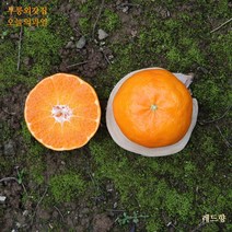 제주도 레드향 3kg 5kg 설 명절 선물세트 가정용, 레드향 5kg 특대 (15~20과)선물용