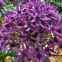 구근 [5구] 알리움 바이올렛뷰티 (복남이네 야생화 구근식물 추식구근 퍼플 allium), 1개