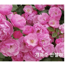 봄바람가든 덩굴장미 피스사계덩굴장미 개화주 꼼꼼한포장 줄장미 사계장미, 1개