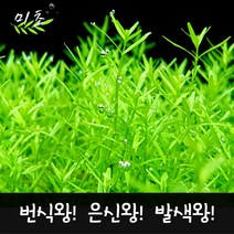 [미초] 로타라 그린 수초 20촉 / 유경 수초 / 초보자 수초 / 어항 수초