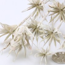 앨리플라워 프리저브드 소량 판매 드라이플라워 디퓨져만들기, 6-21니겔라 워시화이트