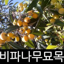 비파나무/비파/실생/2년/포트묘/과수/도시농부