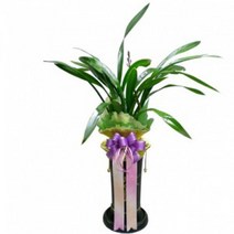 산천보세1 ej1 동양란 승진화분 축하 취임 영전 선물