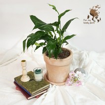 테라노리 베이직 18cm 20cm 베트남 빈티지 수제토분 감성 인테리어 토분, 18cm 살구, 살구