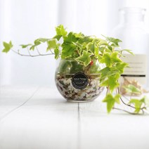 그린테라피 수경재배식물 유리병 실내공기정화식물 수중식물키우기 DIYSET, 칼라아이비+어항
