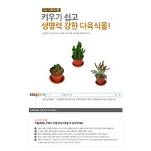 다육식물 200여종 다육 식물 최다종 화분, 다육식물_을녀심, 1개, 1개
