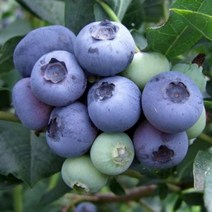 묘목/ 블루베리(듀크) 7치화분 (결실주) R14