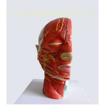 혈관신경모형 안면근육 얼굴 머리 뇌혈관 모형 단면