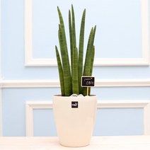 풀빛누리 키우기쉬운식물 실내공기정화식물 물구멍없는화분 실내화초, [중형.21] 스투키