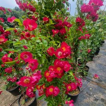 착한가격 나무생각 / 장미 / 눈 붉은 찔레 / 1m / 개화주, 주