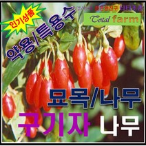 GS3/구기자나무/ 간장.신장보호 /삽목 1년생 5주
