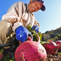 (제주특산물) 제주 겨울 햇 비트 2kg 5kg 8kg 레드비트 고당도 겨울비트, 02) 제주레드비트 (소자) 3kg