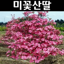 미꽃산딸/체로키치프 나무 묘목 적색꽃 접목1년 뿌리 특묘 1개/정원/공원/조경수