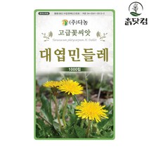 대엽민들레 씨앗 1000립 한국 원산지 금황색 꽃씨 + 네임택, 단품