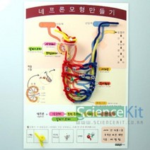생명 과학 실험키트 네프론 모형 만들기 4인용 교재 교구, 본상품, 본상품