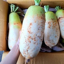 빠리농산 국내산 햇무 1개