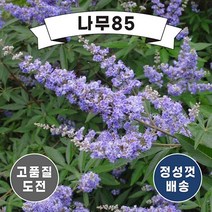 (나무85) 이탈리아목형(바이텍스) 3리터