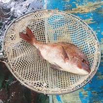 [고래대장] 당일손질 남해안 참돔 대 37cm 내외 1미, 단품