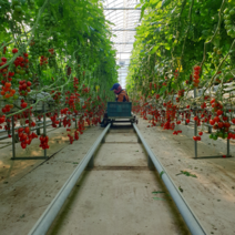 무농약 대추 방울토마토 1.5kg 3kg (1~2과) 친환경 방울토마토 무농약토마토, 대추방울토마토 1.5kg  (1~2과 ) 2팩