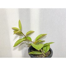 행복한세상 선인장 꽃기린 대 시멘트화분 조화, 1개