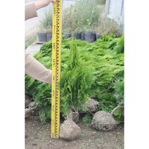 [해찬농원] 황금측백 측백나무 울타리나무 조경수 공원수, 분묘 30~50cm