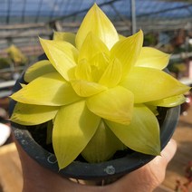 [수암다육] 보초금 랜덤발송 Haworthia cymbiformis var.triebnet poelln f. variegata 랜덤발송 다육 다육이 다육식물 254