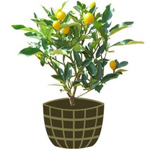 3년생 금귤나무 묘목 제주도 산지 직발송 낑깡 키우기, 1개