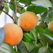 [라이브묘목농원] 왕대봉 감나무 묘목 야오끼 1년생, 1개