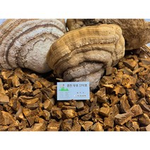 자연산 말굽버섯 500그램 5만원