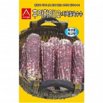 아시아종묘 옥수수종자씨앗 자흑찰옥수수(700g), 1개