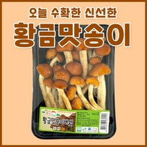 황금맛송이버섯 1kg (100g x 10팩)