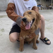 보호 글러브 강아지 맹견 맹금류 야생 동물 특수 조련사 훈련사 대형견 입질, 브라운 60cm