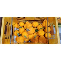 탐라인 [탐라인]제주직송 고당도 한라봉 가정용 못난이 10kg, 1개