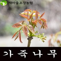 가죽나무 약나무 약용수 나무묘목, 1개
