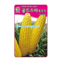 골드스타옥수수씨앗 100알 초당옥수수씨앗