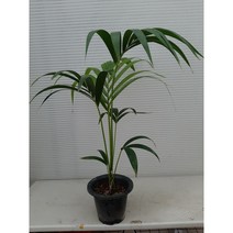 겐자야자/높이85센치