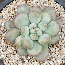 다육식물(후레뉴) 랜덤 발송, 1개