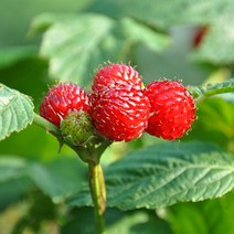 [순창직송]수확후 급냉 새콤달콤 22년산 산딸기 생과, 02번 산딸기 생과 2kg, 상세설명 참조