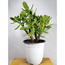 [나랑너랑꽃]크라슐라 - 오바타 (15cm 포트 꽃피는 염좌)