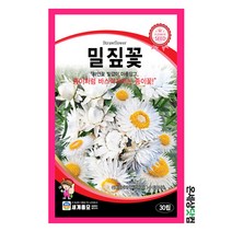 밀짚꽃 30립/ 종이꽃 빈티지화이트 꽃씨 화단 꽃밭 정원 베란다텃밭