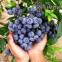 블루베리나무 블루베리 묘목 유실수 나무언니, 레카 7치화분 결실주