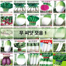 코리아팜 무 씨앗/으뜸열무/알타리무/수박무/청한무/20일적환무/가을하늘무/호남열무/춘강하늘무/강강수월래무/새론강화순무/시래기무/게걸무 500립 /사탕무/진주대평무/대물무/홍빛열무, 42.아시아종묘-알파인골드무 6g