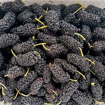 23년 고창 토종오디 햇 오디 과상2호 청일 뽕나무 열매 급냉, 오디 과상2호 10kg상품(벌크)