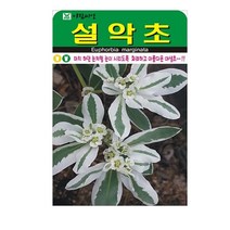 SN월드 야생화 씨앗 꽃씨앗 모음, 야생화 - 설악초(30립)